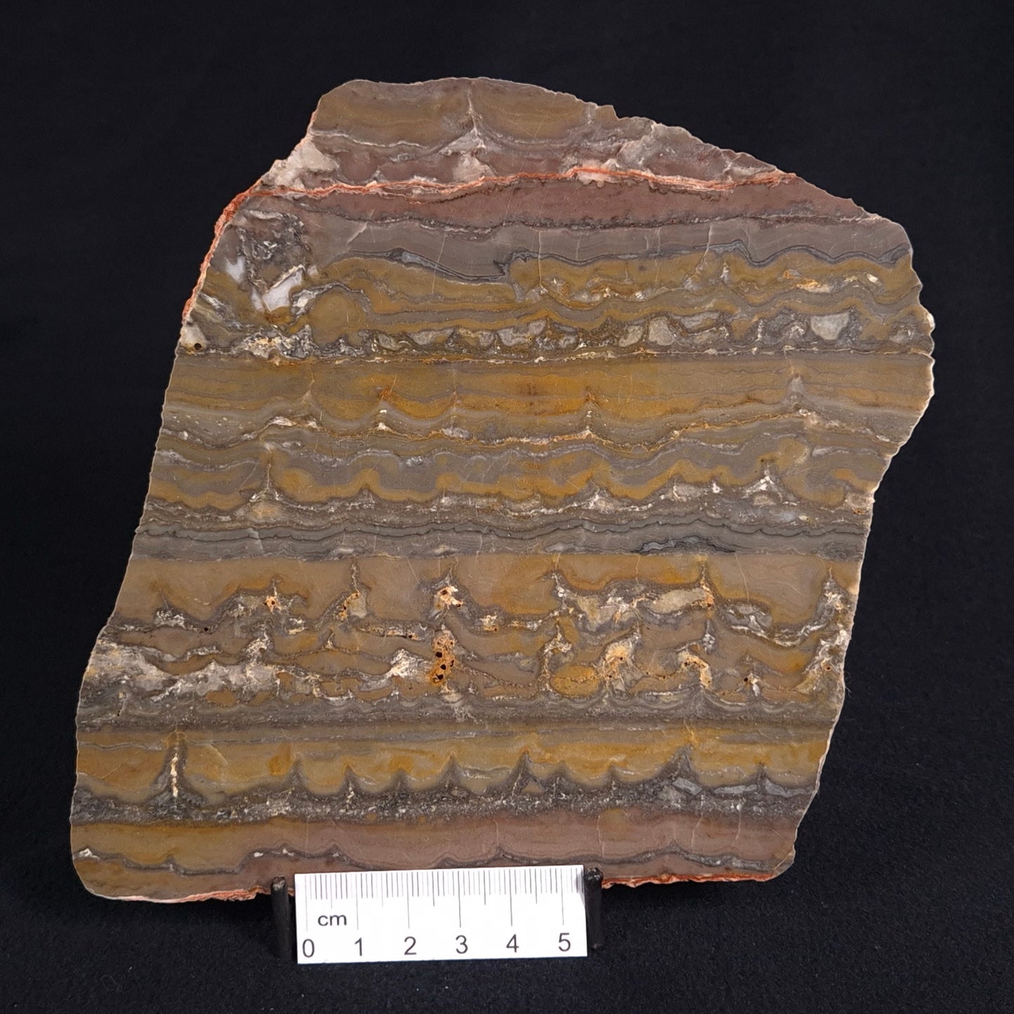 STROMATOLITE, Duck Creek, Lower Proterozoic, Australia ZDC012