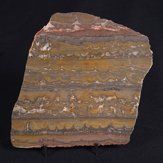 STROMATOLITE, Duck Creek, Lower Proterozoic, Australia ZDC012