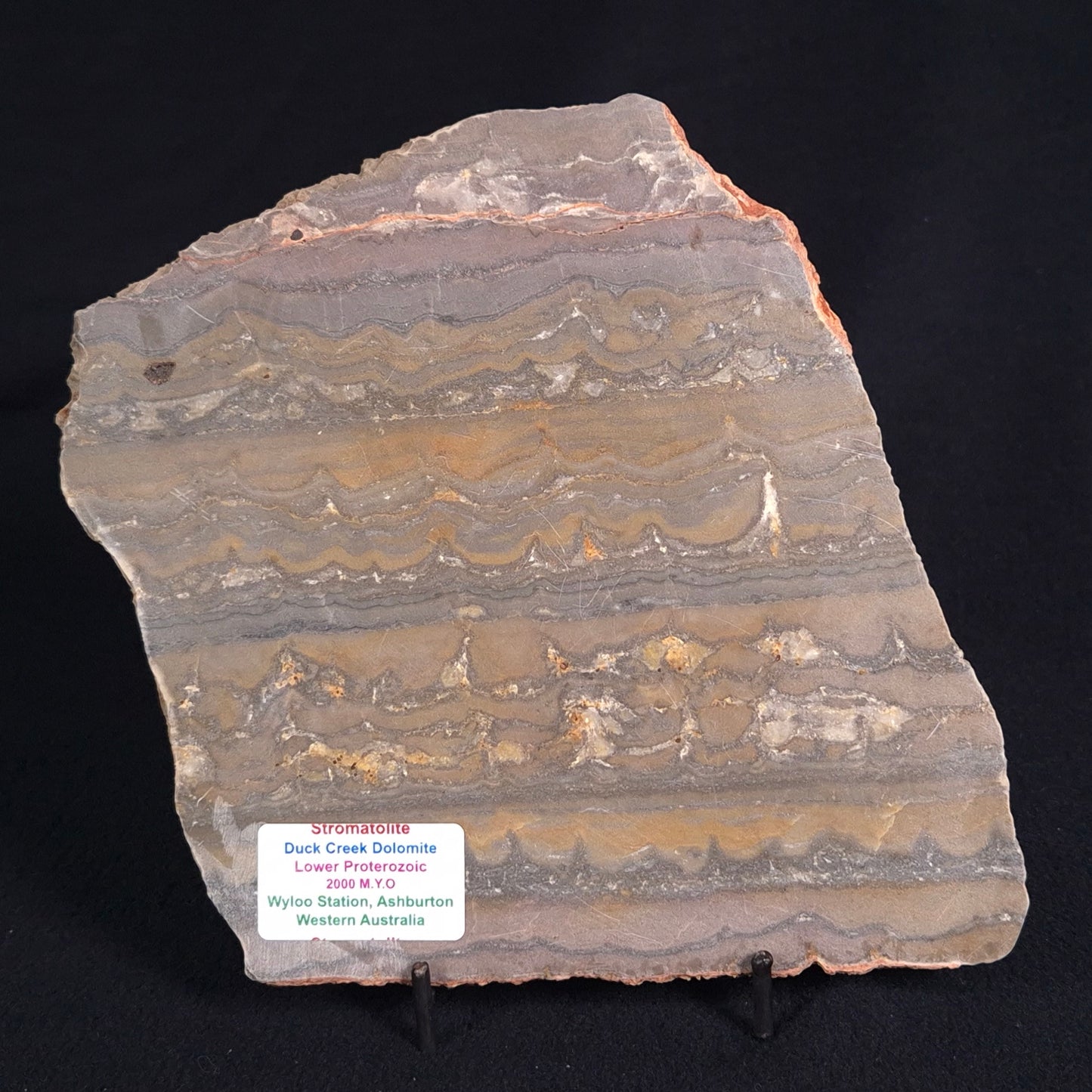 STROMATOLITE, Duck Creek, Lower Proterozoic, Australia ZDC012