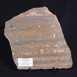STROMATOLITE, Duck Creek, Lower Proterozoic, Australia ZDC012