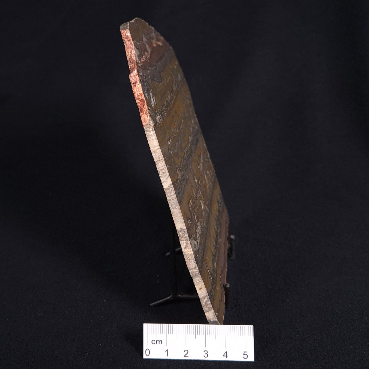 STROMATOLITE, Duck Creek, Lower Proterozoic, Australia ZDC012