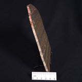 STROMATOLITE, Duck Creek, Lower Proterozoic, Australia ZDC012