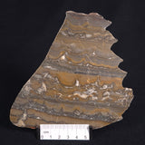 STROMATOLITE, Duck Creek, Lower Proterozoic, Australia ZDC013