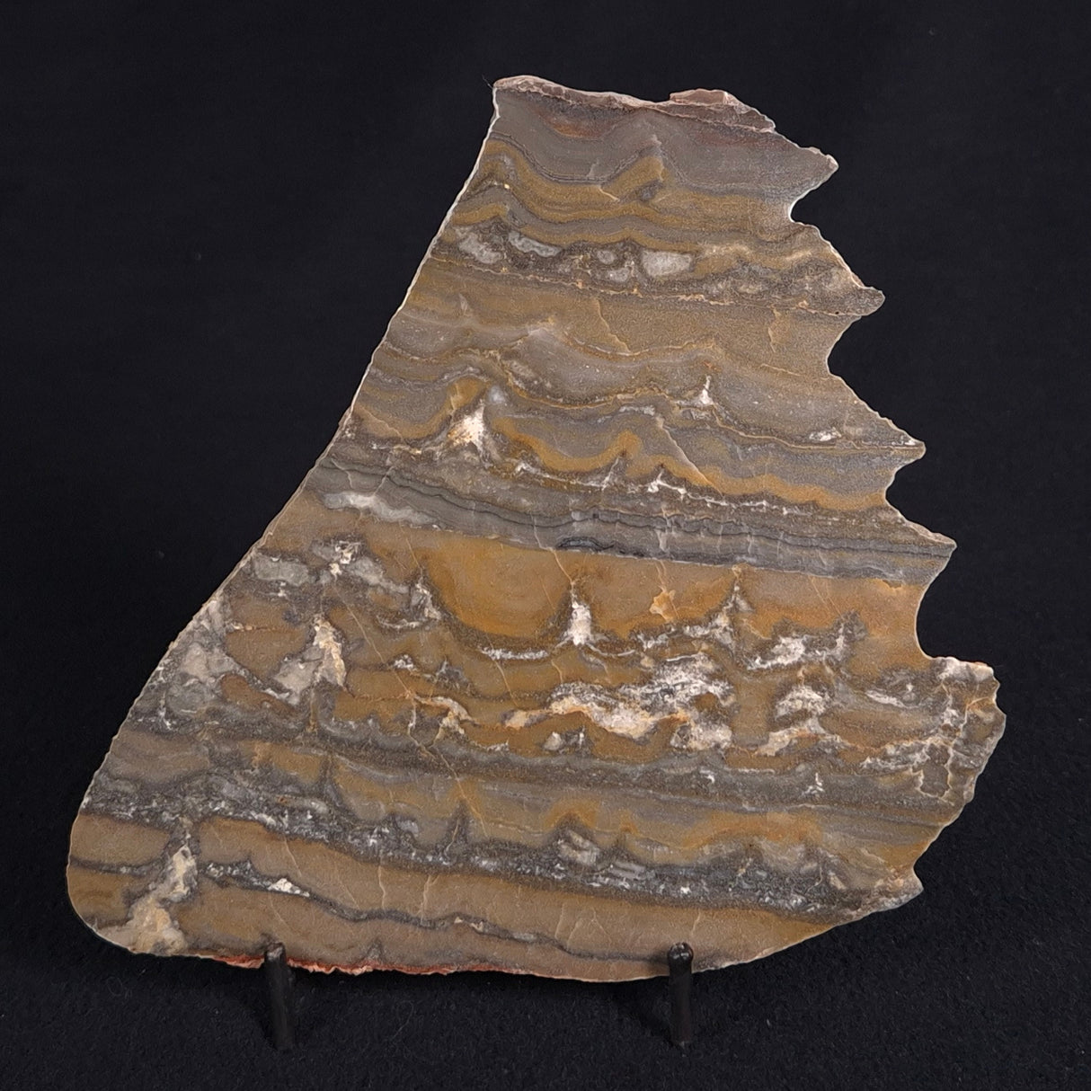 STROMATOLITE, Duck Creek, Lower Proterozoic, Australia ZDC013