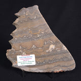 STROMATOLITE, Duck Creek, Lower Proterozoic, Australia ZDC013