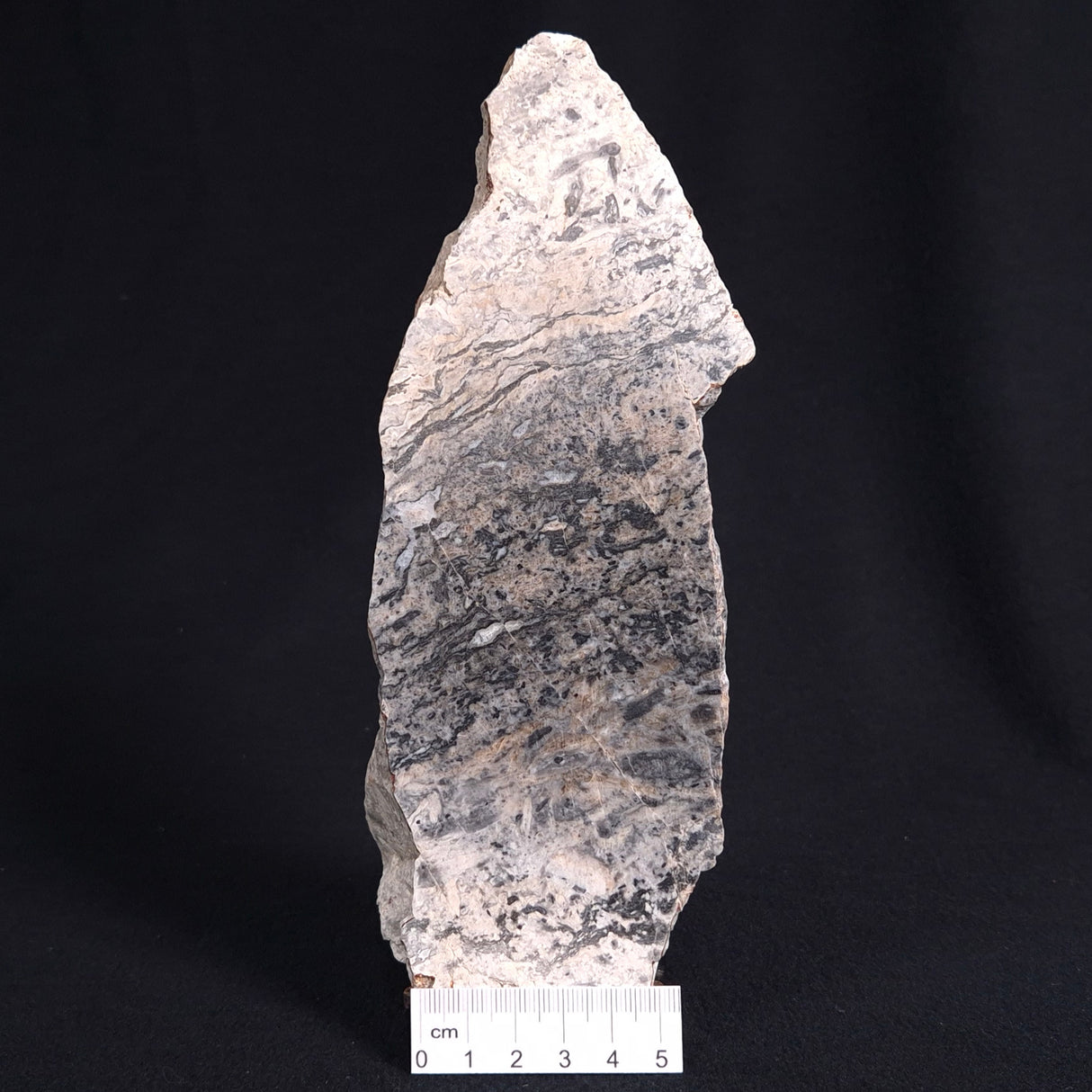 STROMATOLITE BAICALIA sp. Late Precambrian, Australia ZBS002