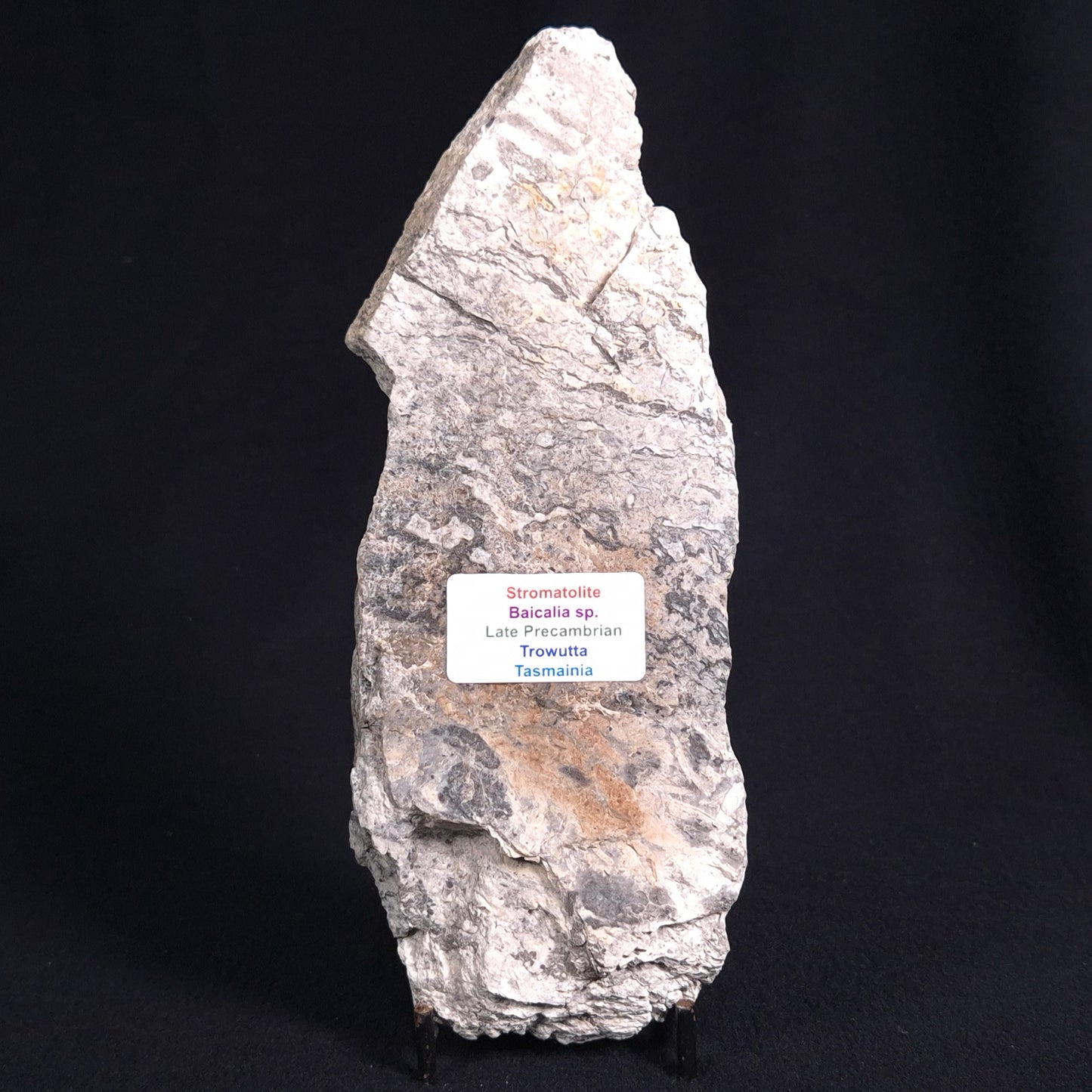 STROMATOLITE BAICALIA sp. Late Precambrian, Australia ZBS002