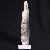 STROMATOLITE BAICALIA sp. Late Precambrian, Australia ZBS002