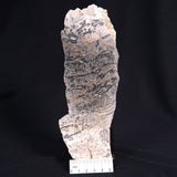 STROMATOLITE BAICALIA sp. Late Precambrian, Australia ZBS001