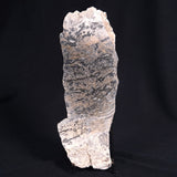 STROMATOLITE BAICALIA sp. Late Precambrian, Australia ZBS001