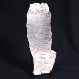 STROMATOLITE BAICALIA sp. Late Precambrian, Australia ZBS001