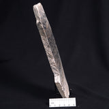 STROMATOLITE BAICALIA sp. Late Precambrian, Australia ZBS001