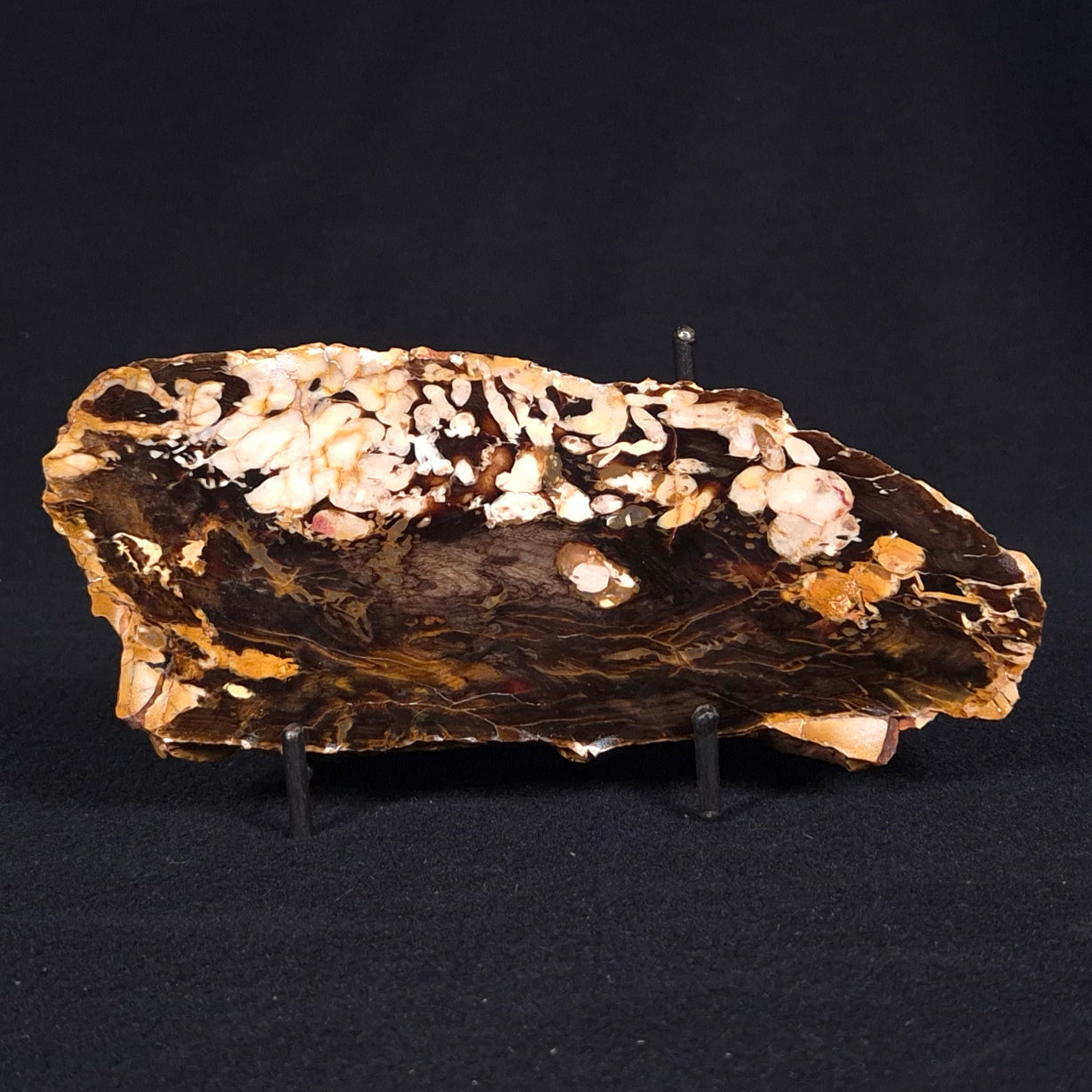 PEANUT WOOD PETRIFIED WOOD, Cretaceous, Australia ZPW010
