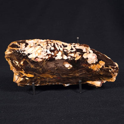 PEANUT WOOD PETRIFIED WOOD, Cretaceous, Australia ZPW010