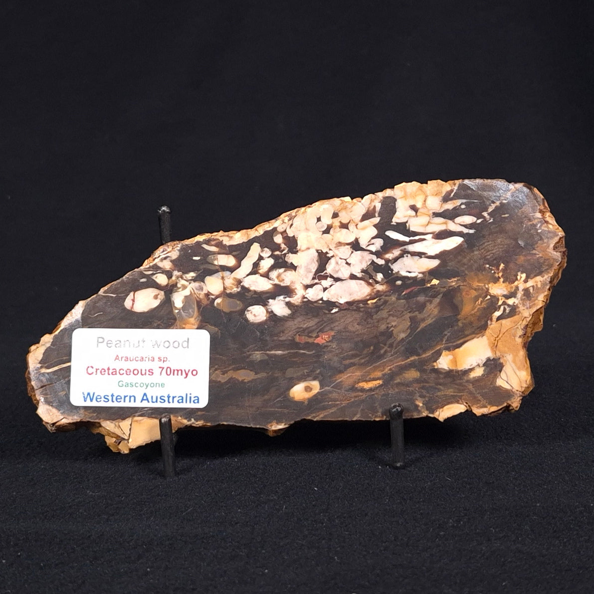 PEANUT WOOD PETRIFIED WOOD, Cretaceous, Australia ZPW010
