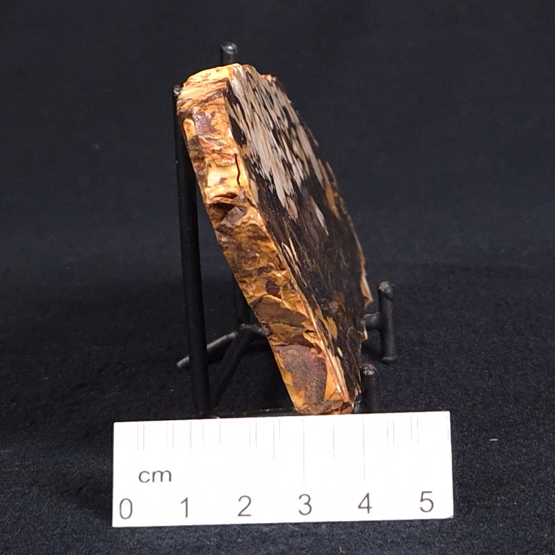 PEANUT WOOD PETRIFIED WOOD, Cretaceous, Australia ZPW010
