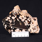 PEANUT WOOD PETRIFIED WOOD, Cretaceous, Australia ZPW011