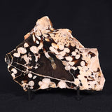 PEANUT WOOD PETRIFIED WOOD, Cretaceous, Australia ZPW011