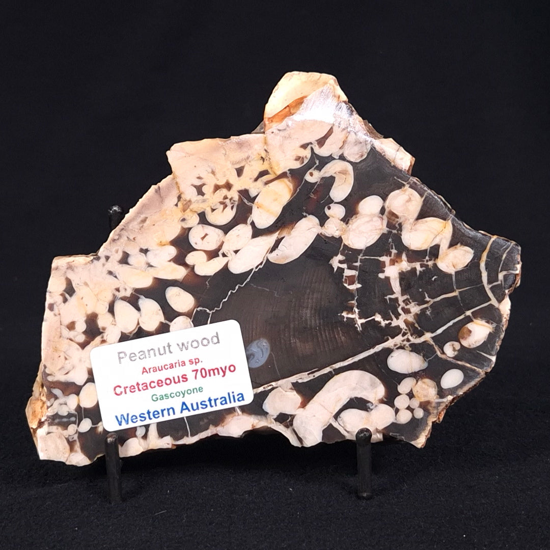 PEANUT WOOD PETRIFIED WOOD, Cretaceous, Australia ZPW011
