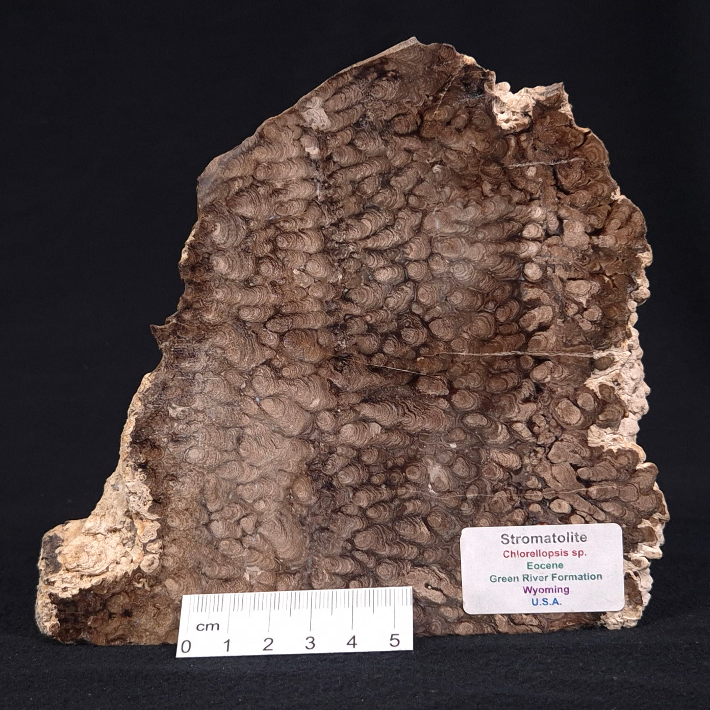 CHLORELLOPSIS sp. STROMATOLITE, Eocene, USA ZAS001