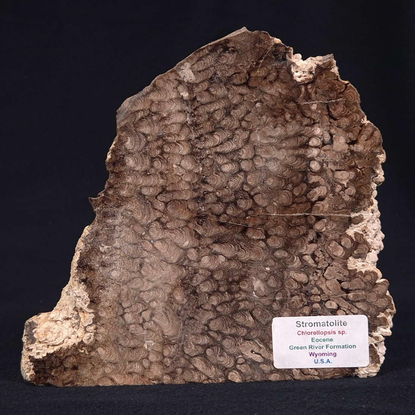 CHLORELLOPSIS sp. STROMATOLITE, Eocene, USA ZAS001