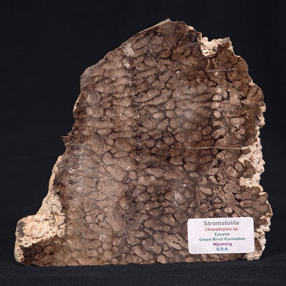 CHLORELLOPSIS sp. STROMATOLITE, Eocene, USA ZAS001