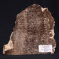 CHLORELLOPSIS sp. STROMATOLITE, Eocene, USA ZAS001