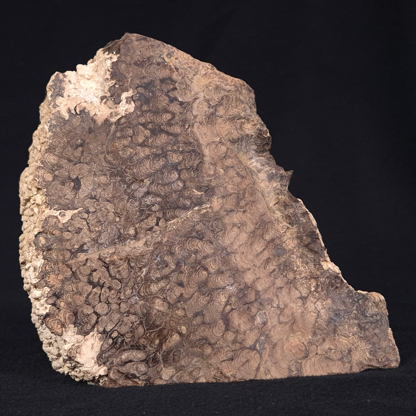 CHLORELLOPSIS sp. STROMATOLITE, Eocene, USA ZAS001