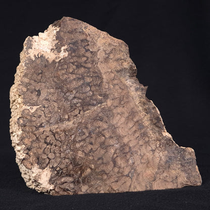 CHLORELLOPSIS sp. STROMATOLITE, Eocene, USA ZAS001