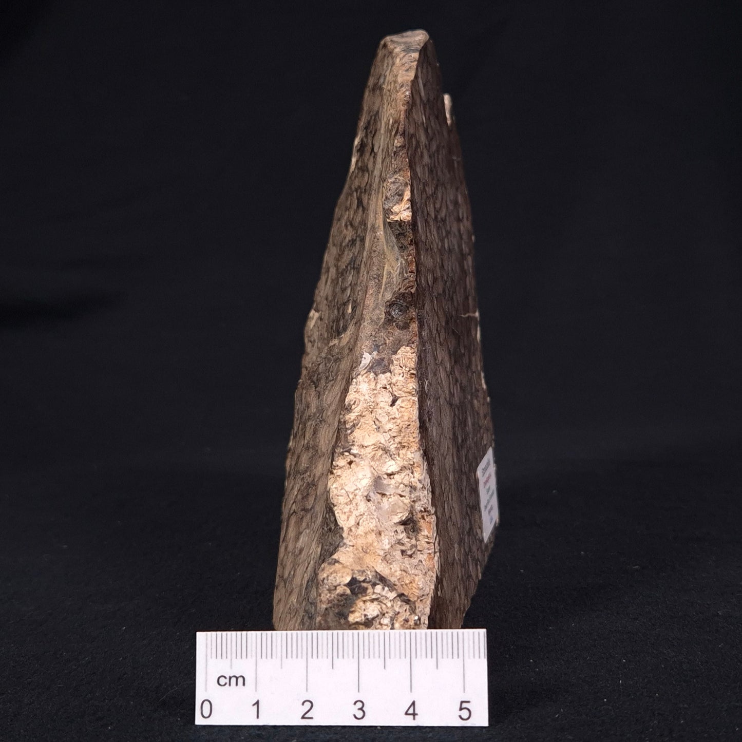 CHLORELLOPSIS sp. STROMATOLITE, Eocene, USA ZAS001