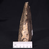 CHLORELLOPSIS sp. STROMATOLITE, Eocene, USA ZAS001