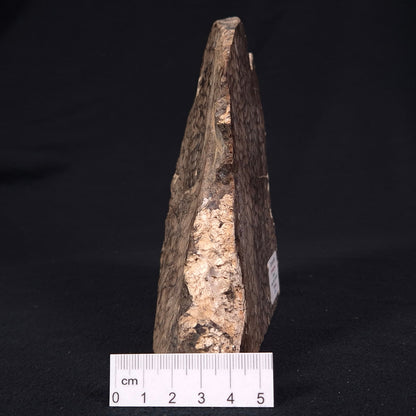 CHLORELLOPSIS sp. STROMATOLITE, Eocene, USA ZAS001