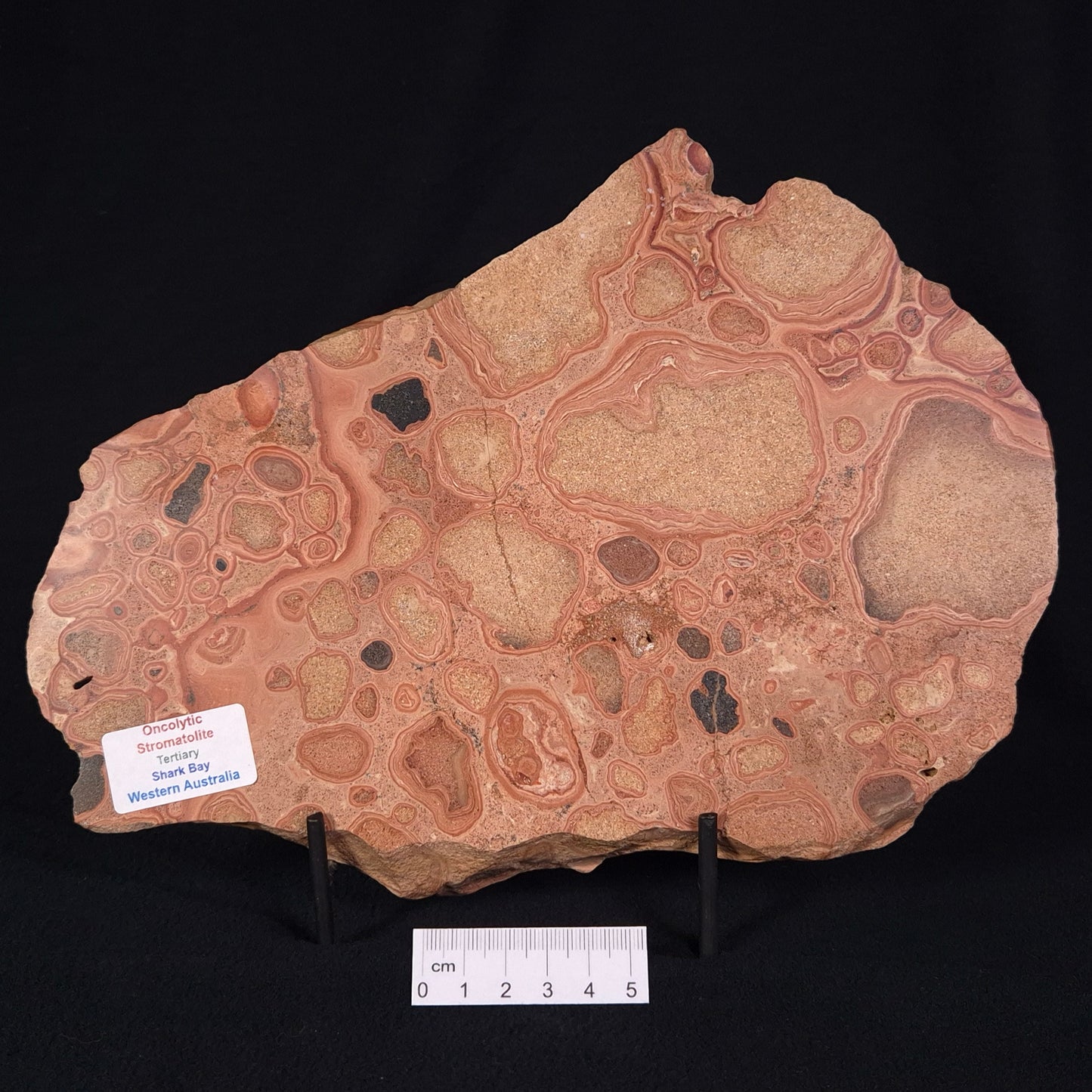 ONCOLYTIC STROMATOLITE, Tertiary, Australia ZOS001