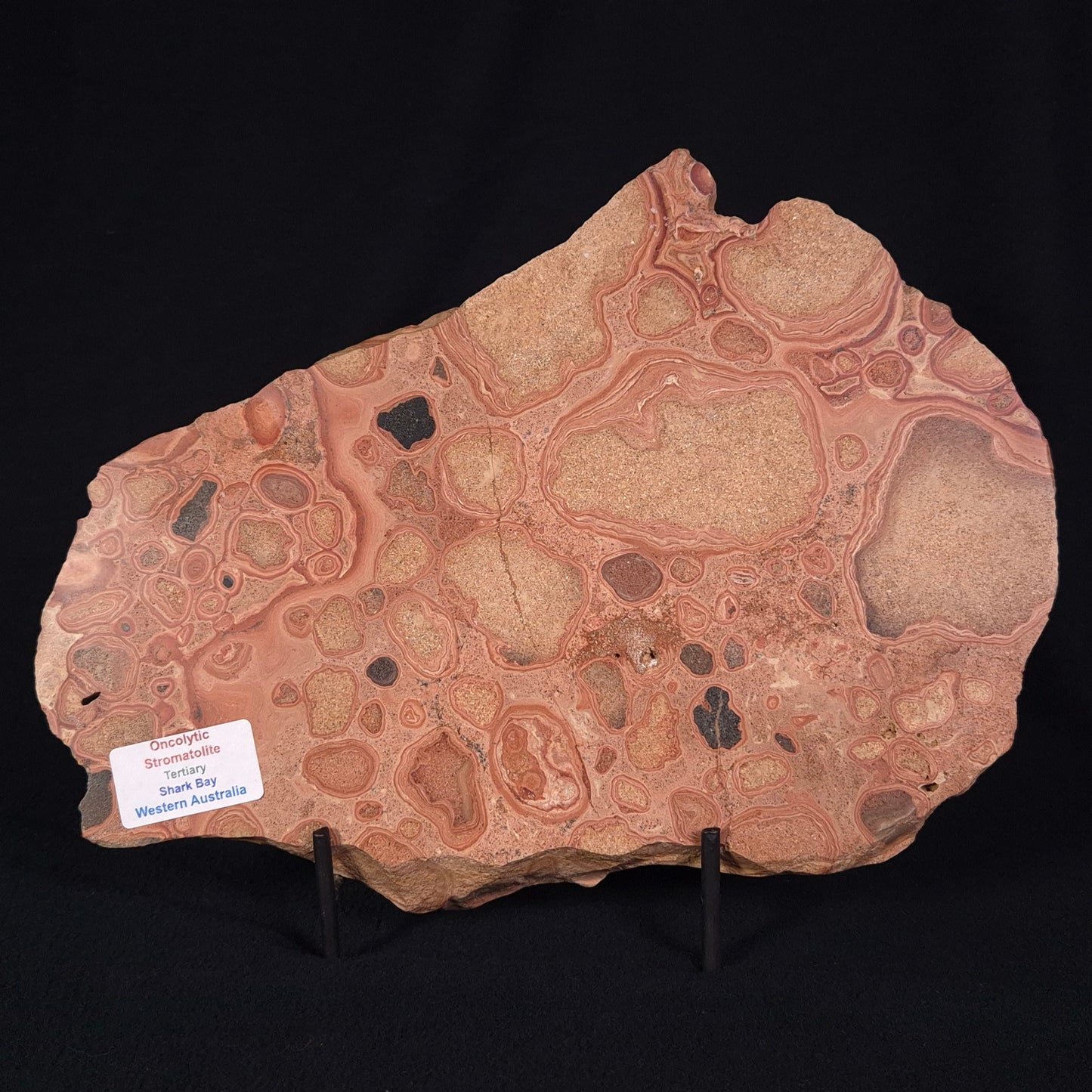 ONCOLYTIC STROMATOLITE, Tertiary, Australia ZOS001