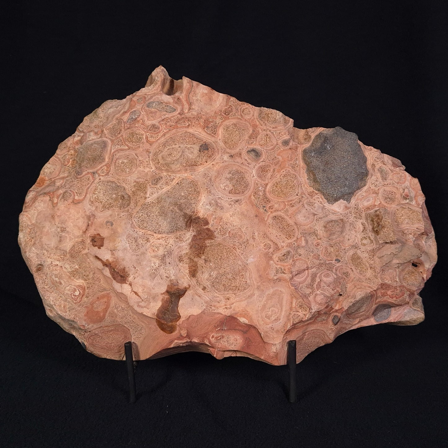 ONCOLYTIC STROMATOLITE, Tertiary, Australia ZOS001