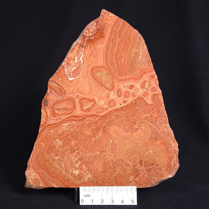ONCOLYTIC STROMATOLITE, Tertiary, Australia ZOS002
