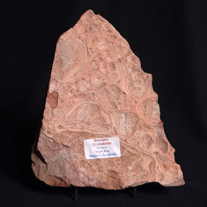 ONCOLYTIC STROMATOLITE, Tertiary, Australia ZOS002
