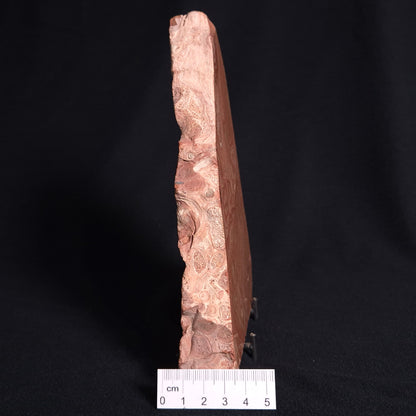 ONCOLYTIC STROMATOLITE, Tertiary, Australia ZOS002