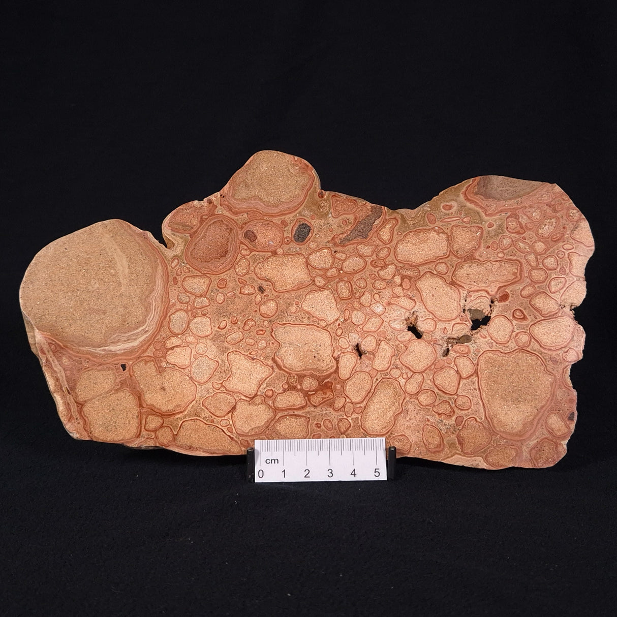 ONCOLYTIC STROMATOLITE, Tertiary, Australia ZOS003