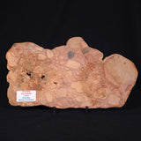 ONCOLYTIC STROMATOLITE, Tertiary, Australia ZOS003