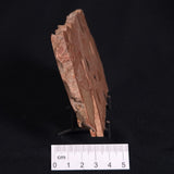 ONCOLYTIC STROMATOLITE, Tertiary, Australia ZOS004