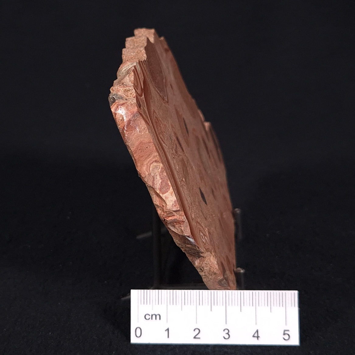 ONCOLYTIC STROMATOLITE, Tertiary, Australia ZOS006