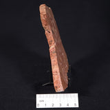 ONCOLYTIC STROMATOLITE, Tertiary, Australia ZOS007