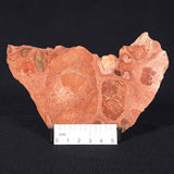 ONCOLYTIC STROMATOLITE, Tertiary, Australia ZOS009