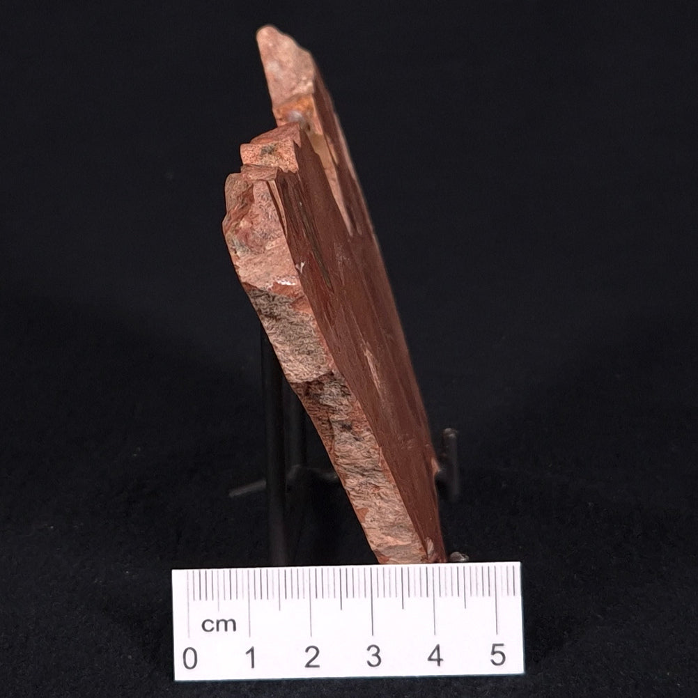 ONCOLYTIC STROMATOLITE, Tertiary, Australia ZOS009