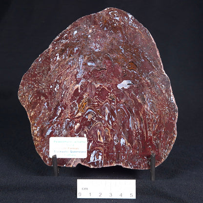 PALAEOSMUNDA williamsii GOULD, Late Permian, Australia YPW001