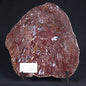 PALAEOSMUNDA williamsii GOULD, Late Permian, Australia YPW001
