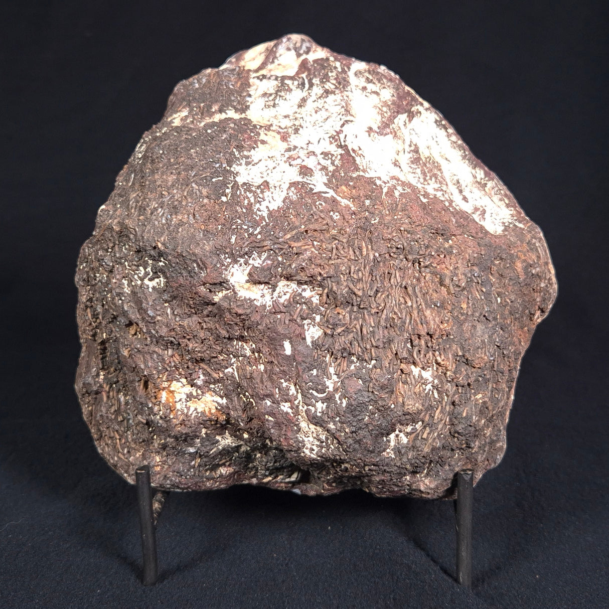 PALAEOSMUNDA williamsii PETRIFIED FERN, Late Permian, Australia YPW001