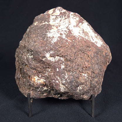 PALAEOSMUNDA williamsii GOULD, Late Permian, Australia YPW001