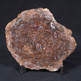 PALAEOSMUNDA williamsii PETRIFIED FERN, Late Permian, Australia YPW003